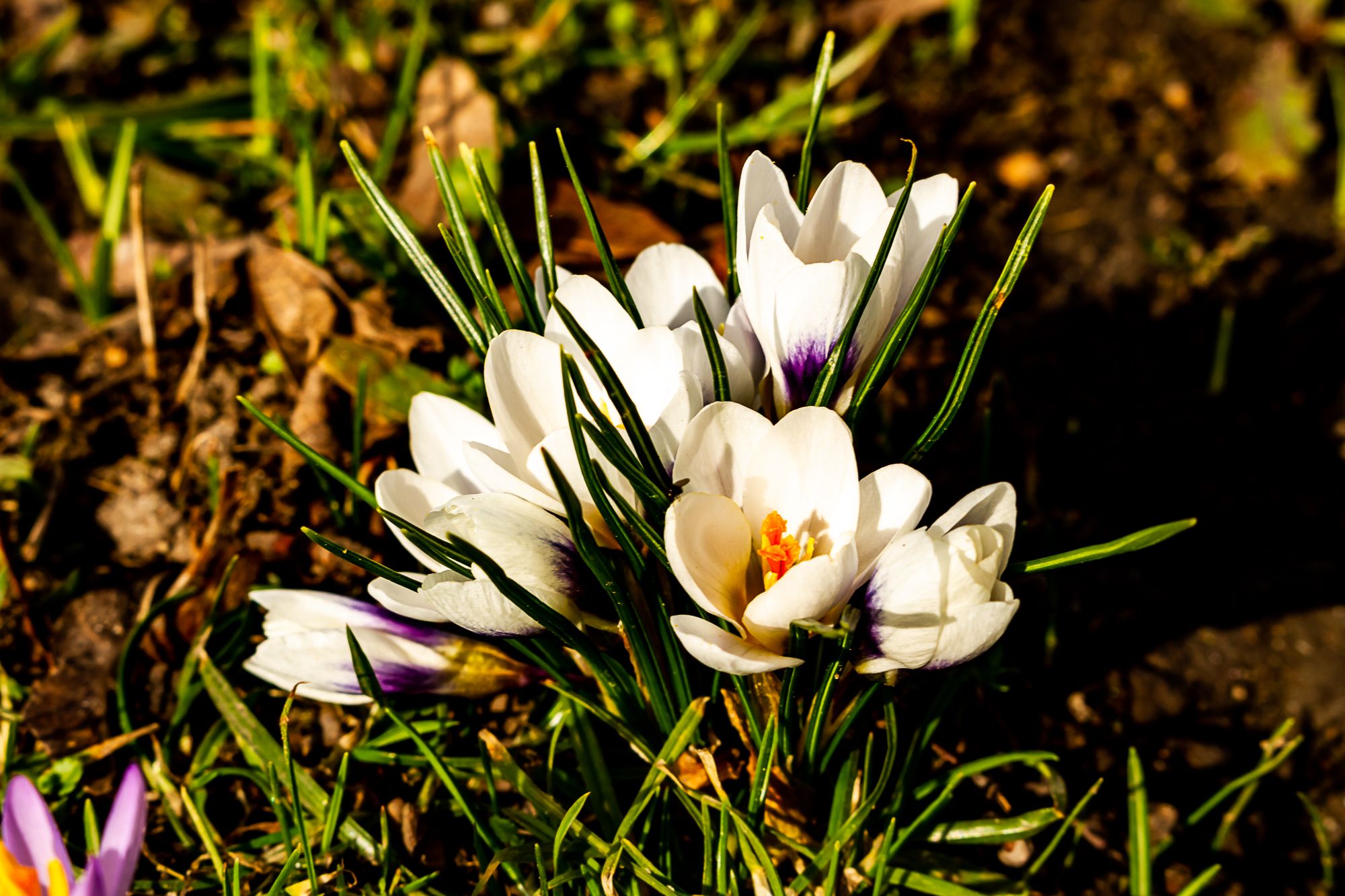 Spring Time